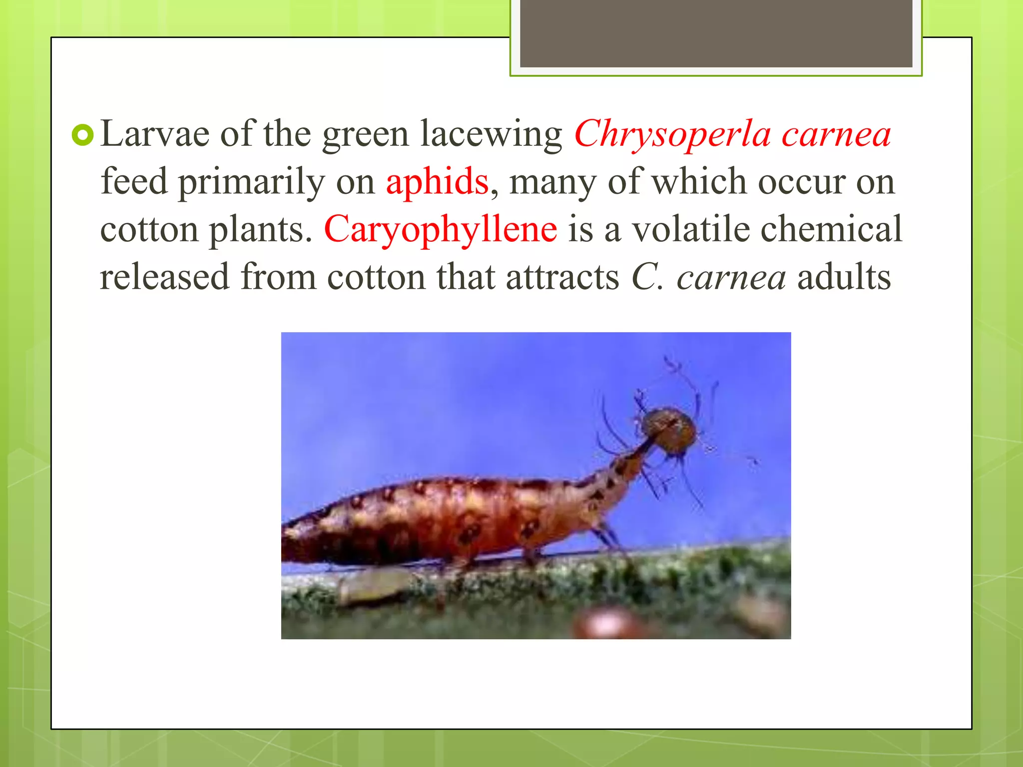  Larvae of the green lacewing Chrysoperla carnea
 feed primarily on aphids, many of which occur on
 cotton plants. Caryophyllene is a volatile chemical
 released from cotton that attracts C. carnea adults
 