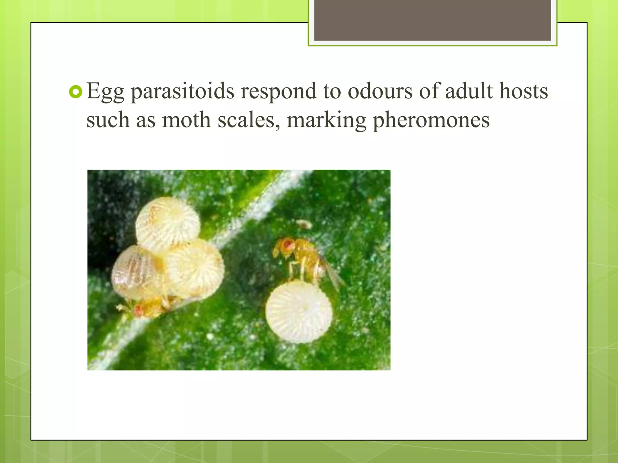  Eggparasitoids respond to odours of adult hosts
 such as moth scales, marking pheromones
 