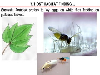 Host selection process by parasitoids -SSNAIK TNAU | PPT | Gardening ...