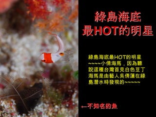 綠島海底
最HOT的明星

 綠島海底最HOT的明星
 ~~~~小倩海馬，因為聽
 說這種台灣首見白色豆丁
 海馬是由藝人吳倩蓮在綠
 島潛水時發現的~~~~~



←不知名的魚
 
