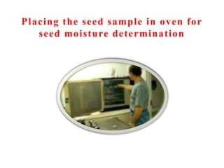Placing the seed sample in oven for
seed moisture determination
 