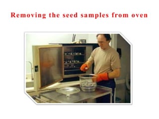 Removing the seed samples from oven
 