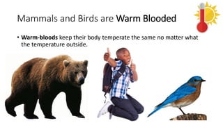 Mammals and Birds are Warm Blooded
• Warm-bloods keep their body temperate the same no matter what
the temperature outside.
 