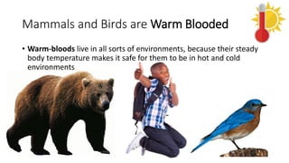 Mammals and Birds are Warm Blooded
• Warm-bloods live in all sorts of environments, because their steady
body temperature makes it safe for them to be in hot and cold
environments
 