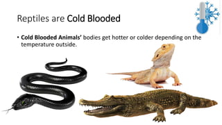 Reptiles are Cold Blooded
• Cold Blooded Animals’ bodies get hotter or colder depending on the
temperature outside.
 