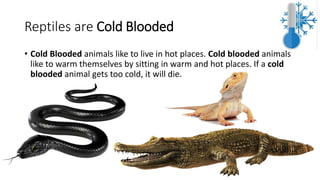 Reptiles are Cold Blooded
• Cold Blooded animals like to live in hot places. Cold blooded animals
like to warm themselves by sitting in warm and hot places. If a cold
blooded animal gets too cold, it will die.
 