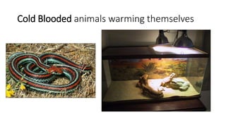 Cold Blooded animals warming themselves
 