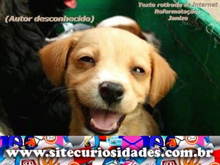 Hotelaria - hotel e cachorros