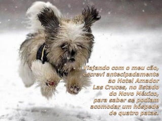 Hotelaria - hotel e cachorros