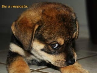 Hotelaria - hotel e cachorros