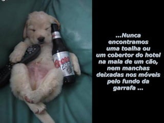 Hotelaria - hotel e cachorros