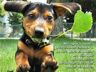 Hotelaria - hotel e cachorros