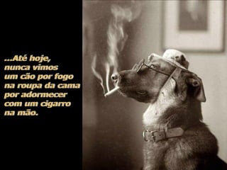 Hotelaria - hotel e cachorros