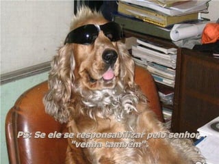 Hotelaria - hotel e cachorros