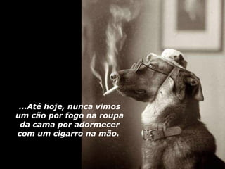 ...Até hoje, nunca vimos
um cão por fogo na roupa
 da cama por adormecer
com um cigarro na mão.
 
