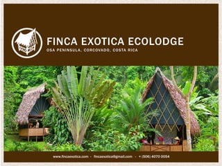 FINCA EXOTICA ECOLODGE OSA PENINSULA, CORCOVADO, COSTA RICA 
www.fincaexotica.com - fincaexotica@gmail.com - + (506) 4070 0054  