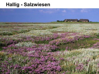 Hallig - Salzwiesen
 