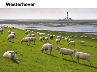 Westerhever
 