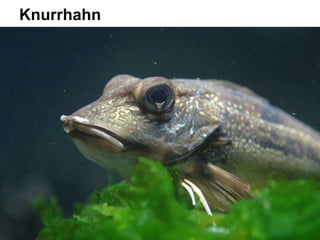 Knurrhahn
 