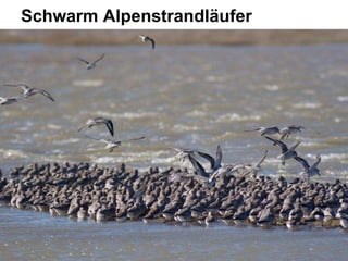 Schwarm Alpenstrandläufer
 