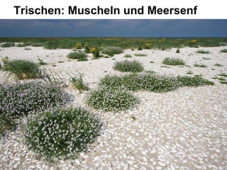 Trischen: Muscheln und Meersenf
 