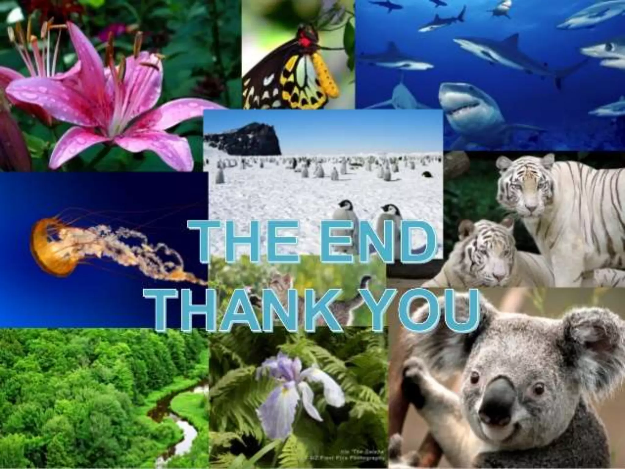 my powerpoint presentation