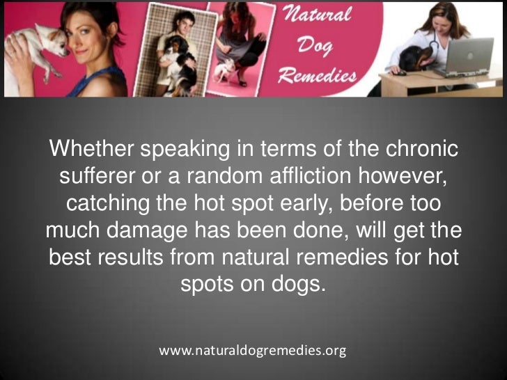 How To Treat Hot Spots In Dogs Naturally How To Treat Hot Spots In Dogs Naturally