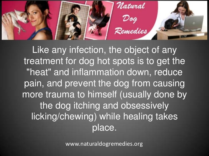 How To Treat Hot Spots In Dogs Naturally How To Treat Hot Spots In Dogs Naturally