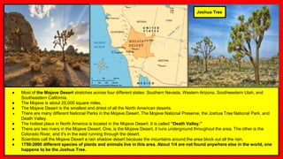 ● Most of the Mojave Desert stretches across four different states: Southern Nevada, Western Arizona, Southwestern Utah, and
Southeastern California.
● The Mojave is about 25,000 square miles.
● The Mojave Desert is the smallest and driest of all the North American deserts.
● There are many different National Parks in the Mojave Desert. The Mojave National Preserve, the Joshua Tree National Park, and
Death Valley.
● The hottest place in North America is located in the Mojave Desert. It is called “Death Valley.”
● There are two rivers in the Mojave Desert. One, is the Mojave Desert, it runs underground throughout the area. The other is the
Colorado River, and it's in the east running through the desert.
● Scientists call the Mojave Desert a rain shadow desert because the mountains around the area block out all the rain.
● 1750-2000 different species of plants and animals live in this area. About 1/4 are not found anywhere else in the world, one
happens to be the Joshua Tree.
Joshua Tree
 