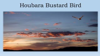 Houbara Bustard Bird
 