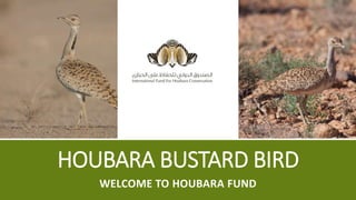 HOUBARA BUSTARD BIRD
WELCOME TO HOUBARA FUND
 