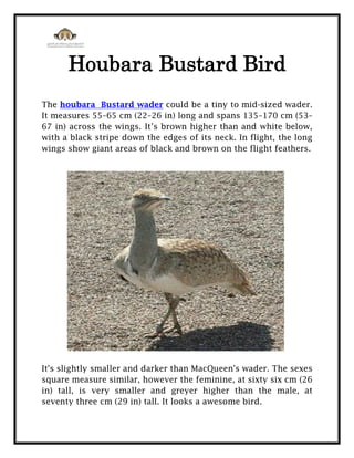 Houbara Bustard Bird
The houbara Bustard wader could be a tiny to mid-sized wader.
It measures 55–65 cm (22–26 in) long and spans 135–170 cm (53–
67 in) across the wings. It’s brown higher than and white below,
with a black stripe down the edges of its neck. In flight, the long
wings show giant areas of black and brown on the flight feathers.
It's slightly smaller and darker than MacQueen's wader. The sexes
square measure similar, however the feminine, at sixty six cm (26
in) tall, is very smaller and greyer higher than the male, at
seventy three cm (29 in) tall. It looks a awesome bird.
 