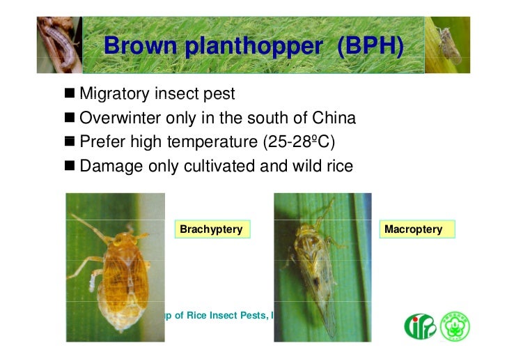 Hou Maolin — Influence of climate change on bionomics of the brown pl…