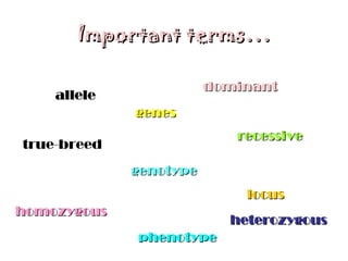 Important terms… allele genes locus genotype phenotype dominant recessive homozygous heterozygous true-breed 