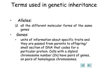 Terms used in genetic inheritance Alleles: all the different molecular forms of the same genes Genes: units of information about specific traits and they are passed from parents to offspring/ small section of DNA that codes for a particular protein. Cells with a diploid chromosome number (2n) have pairs of genes, on pairs of homologous chromosomes. 
