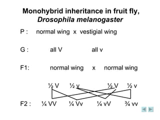 Monohybrid inheritance in fruit fly,  Drosophila melanogaster P :  normal wing  x  vestigial wing G :    all V  all v F1:  normal wing  x  normal wing ½ V  ½ v  ½ V  ½ v F2 :  ¼ VV  ¼ Vv  ¼ vV  ¾ vv 