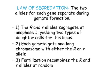 LAW OF SEGREGATION-  The two alleles for each gene separate during gamate formation. 1) The  R  and  r  alleles segregate at anaphase I, yielding two types of daughter cells for this locus. 2) Each gamete gets one long chromosome with either the  R  or  r  allele 3) Fertilization recombines the  R  and  r  alleles at random 