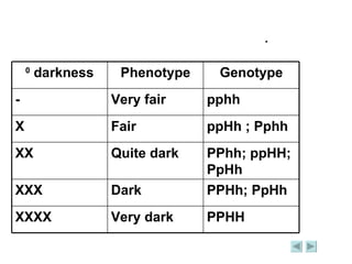 Individuals based on  degrees of skin darkness . PPHH Very dark XXXX PPHh; PpHh Dark XXX PPhh; ppHH; PpHh Quite dark XX ppHh ; Pphh Fair X pphh Very fair - Genotype Phenotype 0  darkness 