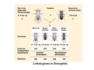 Linked genes in  Drosophila 