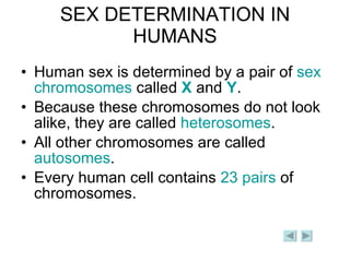 SEX DETERMINATION IN HUMANS Human sex is determined by a pair of  sex chromosomes  called  X  and  Y .  Because these chromosomes do not look alike, they are called  heterosomes .  All other chromosomes are called  autosomes .  Every human cell contains  23 pairs  of chromosomes. 