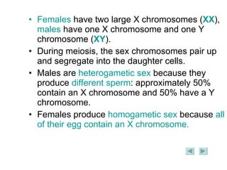 Females  have two large X chromosomes ( XX ),  males  have one X chromosome and one Y chromosome ( XY ). During meiosis, the sex chromosomes pair up and segregate into the daughter cells.  Males are  heterogametic sex  because they produce  different sperm : approximately 50% contain an X chromosome and 50% have a Y chromosome.  Females produce  homogametic sex  because  all of their egg contain an X chromosome. 