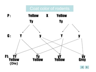 Coat color of rodents P :  Yellow  X  Yellow Yy  Yy G :  Y  y  Y  y F1: YY Yy yY yy Yellow   Yellow   Yellow   Grey (Die) 