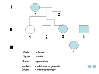 I II III Circle  = female Square  = male Roman  = generation Numbers  = individuals in  generation Colored  = different phenotype  1 2 1 1 2 4 3 