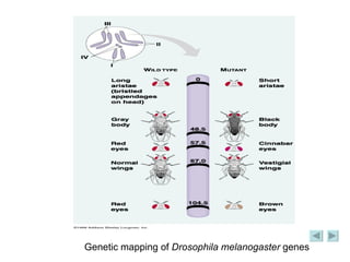 Genetic mapping of   Drosophila melanogaster  genes 