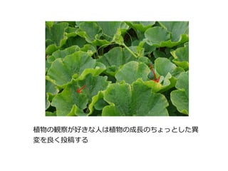 植物の観察が好きな人は植物の成長のちょっとした異
変を良く投稿する
 