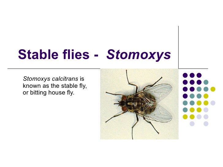 house flies musca sweat flies