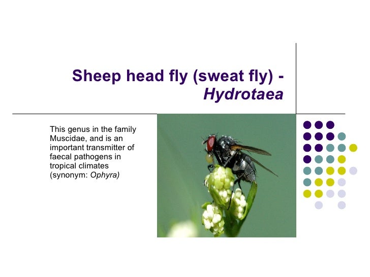 house flies musca sweat flies