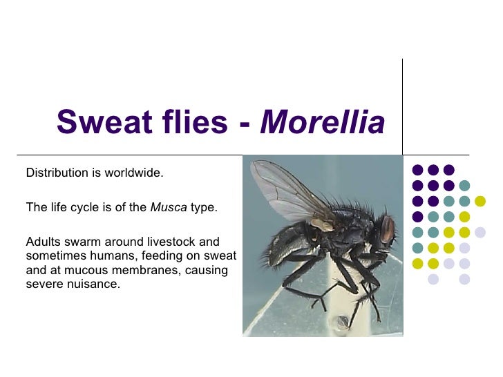 house flies musca sweat flies