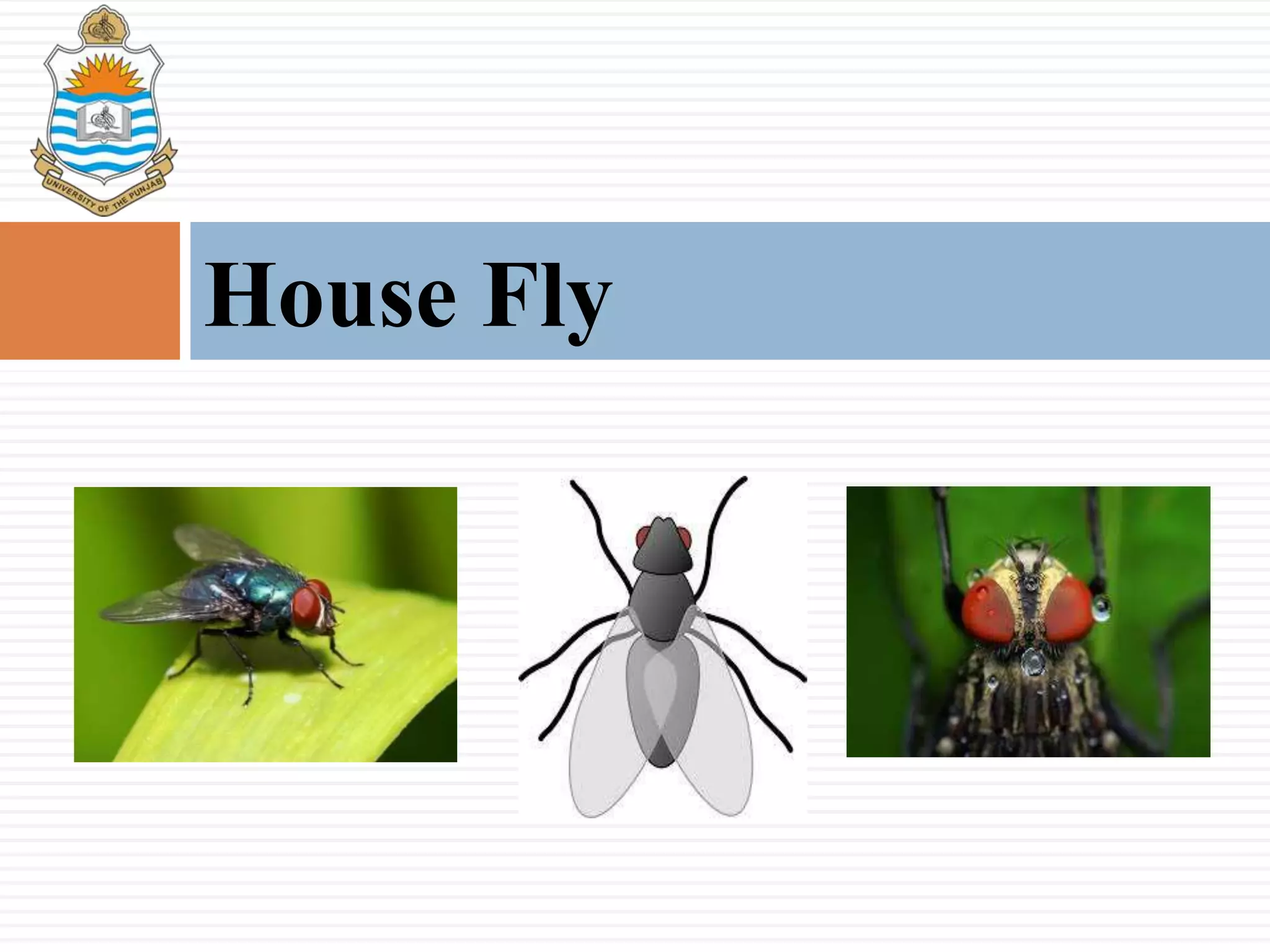 House Fly