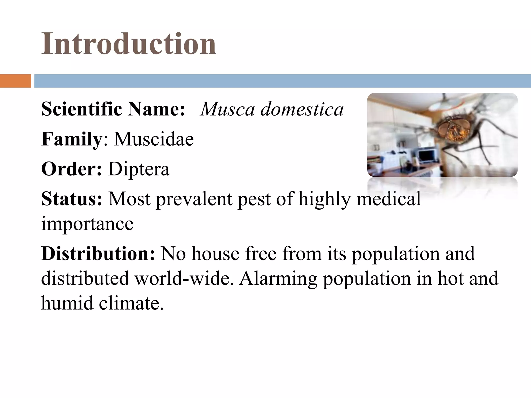 Introduction
Scientific Name: Musca domestica
Family: Muscidae
Order: Diptera
Status: Most prevalent pest of highly medical
importance
Distribution: No house free from its population and
distributed world-wide. Alarming population in hot and
humid climate.